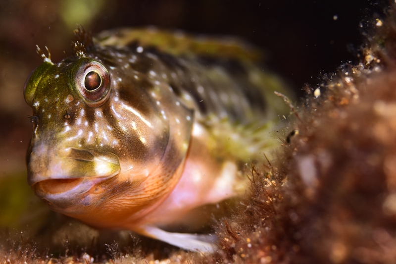 1ER-PUESTO-CAZAFOTOSUB-YERAY-DELGADO-DORTA