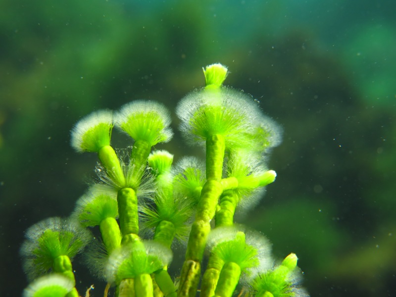 1er-PUESTO-CATEGORIA-COMPACTA-ENRIQUE-PORTAS-NOELIA-SUAREZ-ALGA