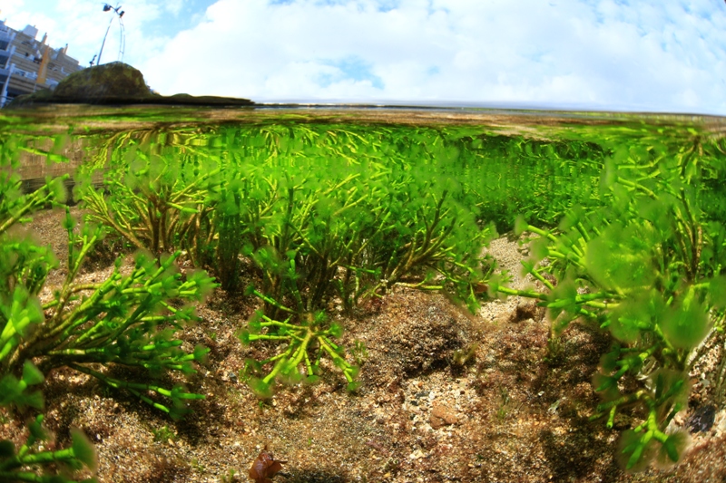 1er-PUESTO-CATEGORIA-REFLEX-ARTURO-TELLE-YOLANDA-MARRERO-DAVINIA-RODRIGUEZ-ALGA