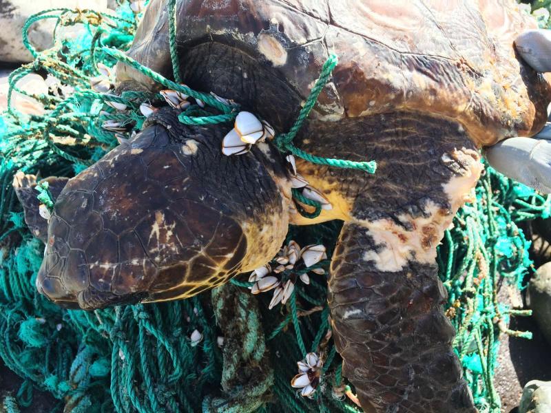 CIUDAD DE MAR - rescate tortuga enmarañada en El Lloret