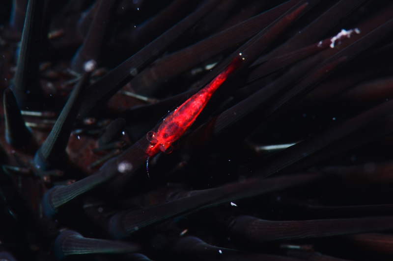 MEJOR-COLECCIÓN-FOTOSUB-NOCTURNO-RAUL-SOCORRO-YOLANDA-GARCIA-2