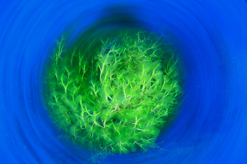 MEJOR-FOTO-ALGA-MARCOS-GONZALEZ-ELENA-ORTEGA