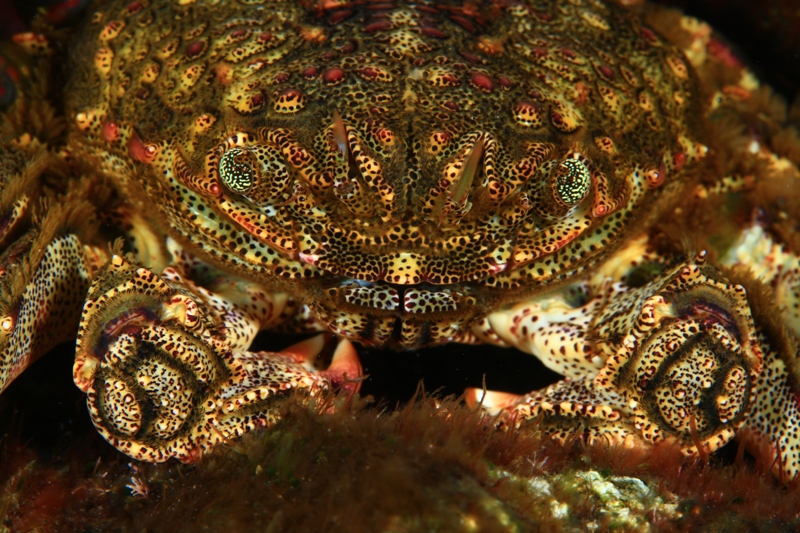 MEJOR-FOTO-FAUNA-ARTURO-TELLE-YOLANDA-MARRERO-DAVINIA-RODRIGUEZ